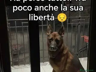 Pastore Tedesco cani Pastore Tedesco adulto in balcone SOS CASA SALERNO - Annuncio 11