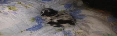 Meticcio 1
