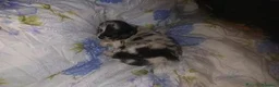 Meticcio cani in vendita: cuccioli pastori blue merle - Annuncio 5