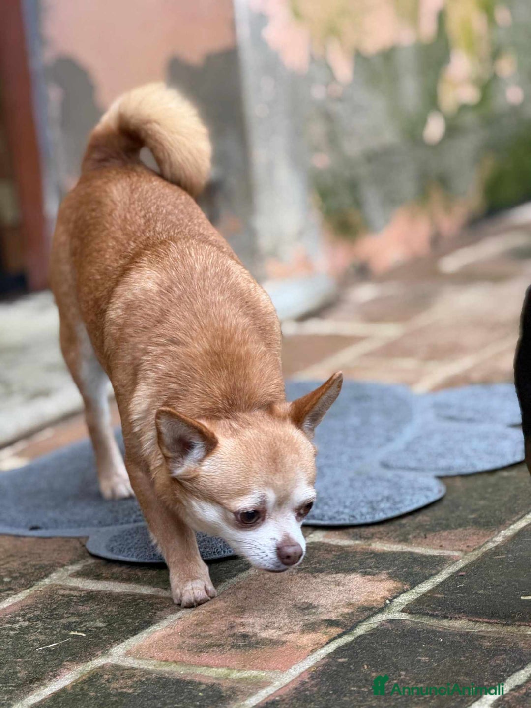 Chihuahua cani in regalo: MANDARINO, CHIHUAHUA fifoncello. - Annuncio 6