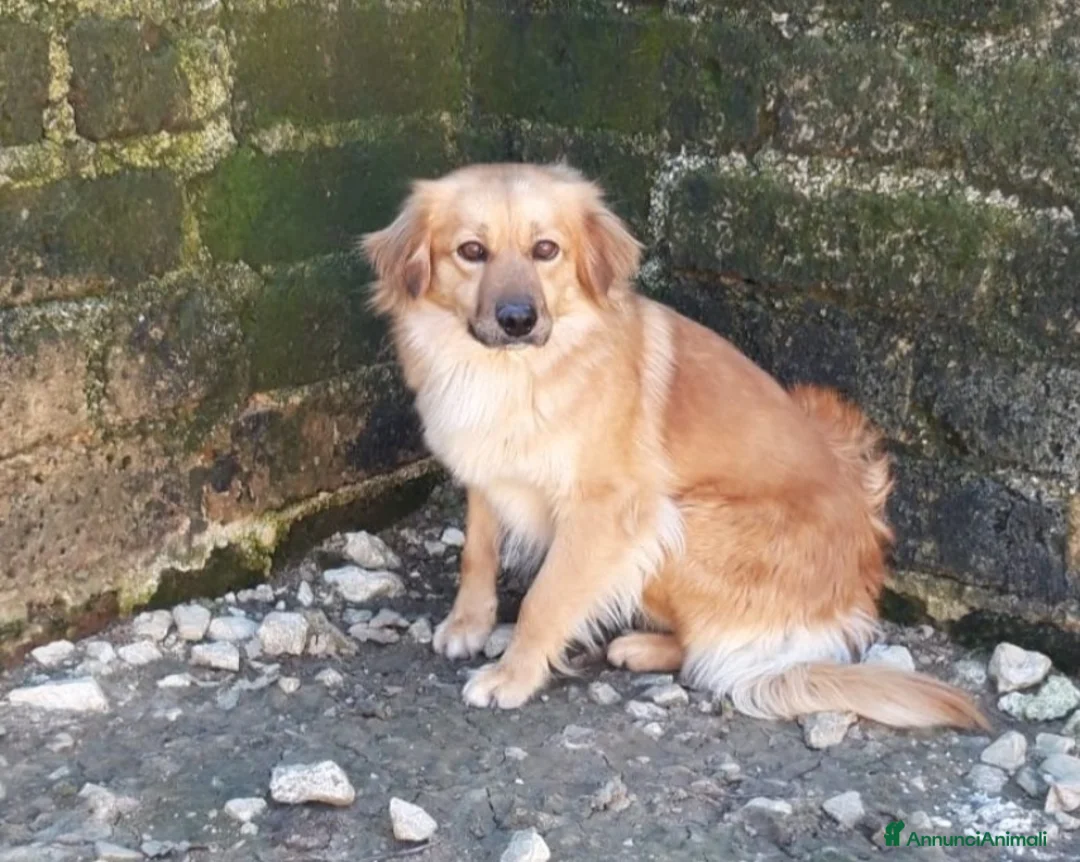 Meticcio cani in regalo: Nora, 10 kg di dolcezza  a Roma - Annuncio 2