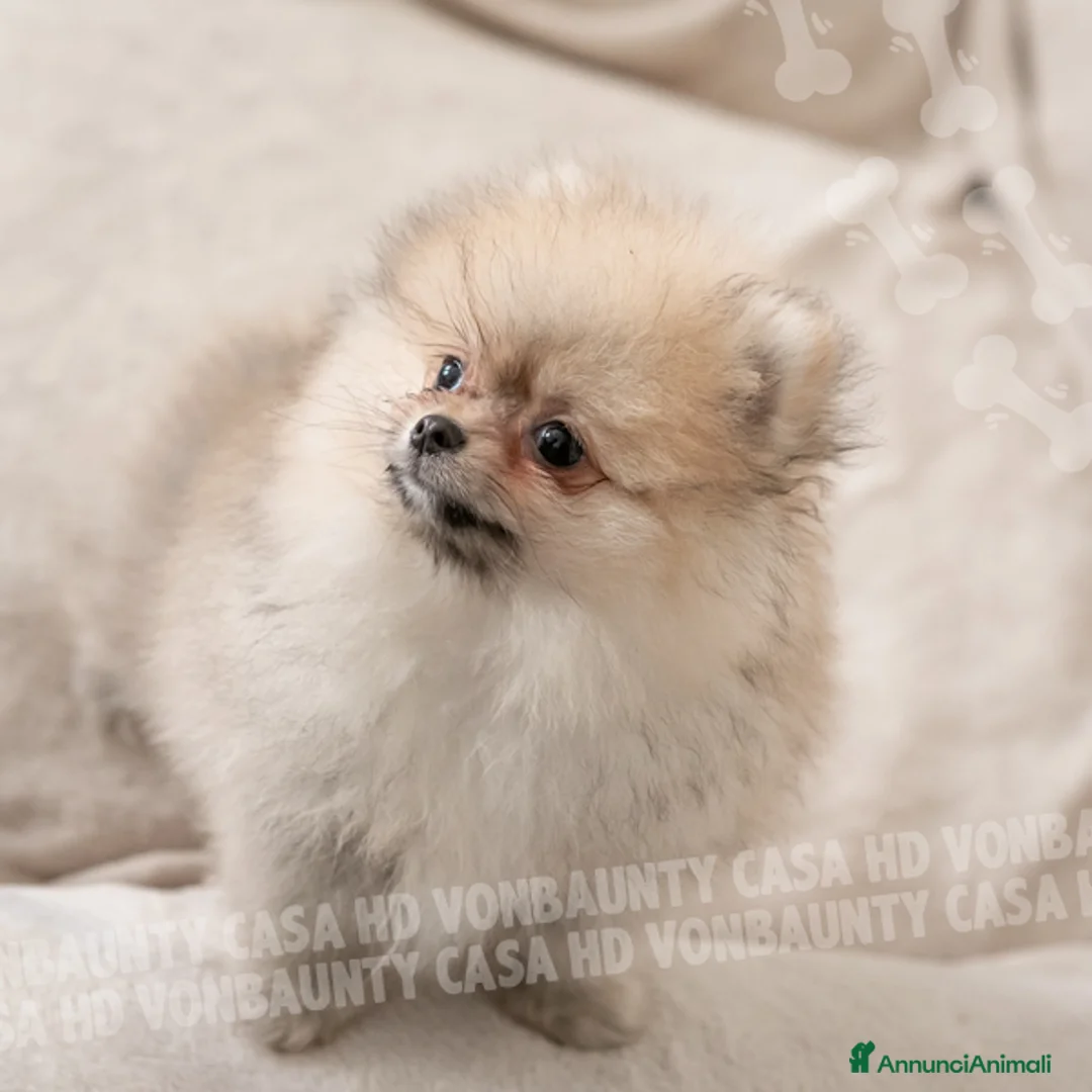 Volpino Pomerania cani in vendita: Cuccioli Spitz Nano di Pomerania - Annuncio 21