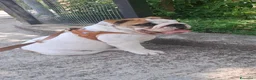 Bulldog cani in vendita: Bulldog inglese  a Provincia di Vicenza - Annuncio 1