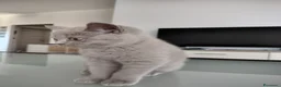 British gatti in vendita: Splendida cucciola di British Shorthair  - Annuncio 5