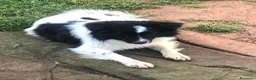 Meticcio cani in regalo: Arturo bellissimo simil border collie - Annuncio 6