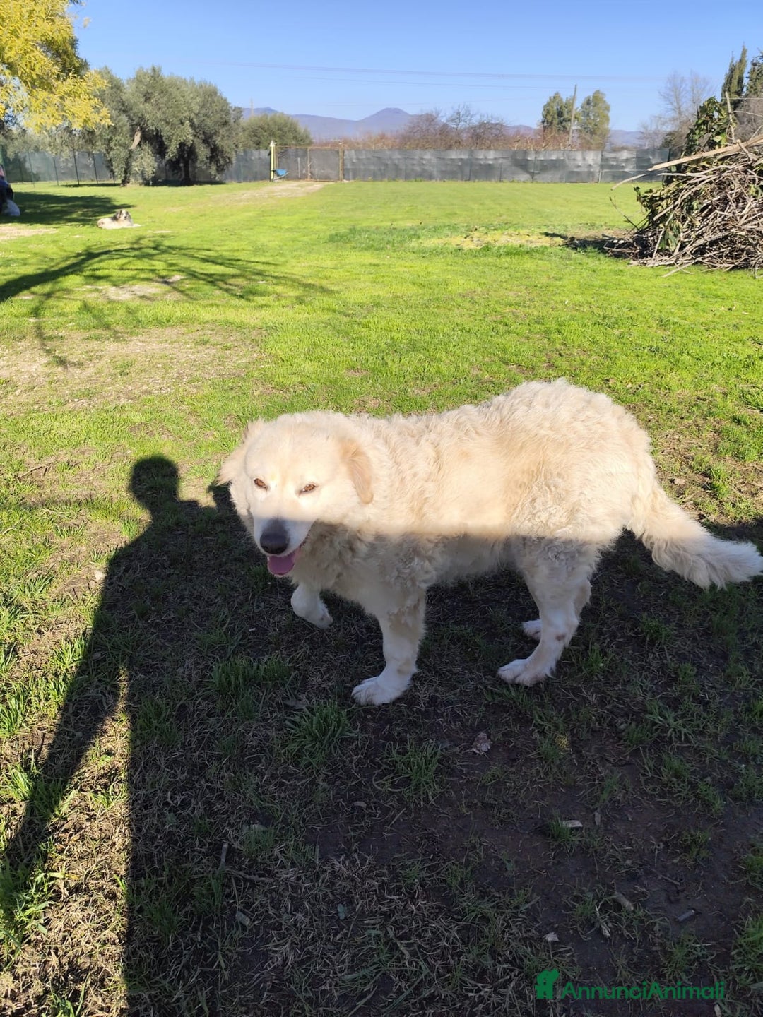 Pastore Maremmano cani in regalo: BLANCA pastore maremmano femmina⁹ - Annuncio 8
