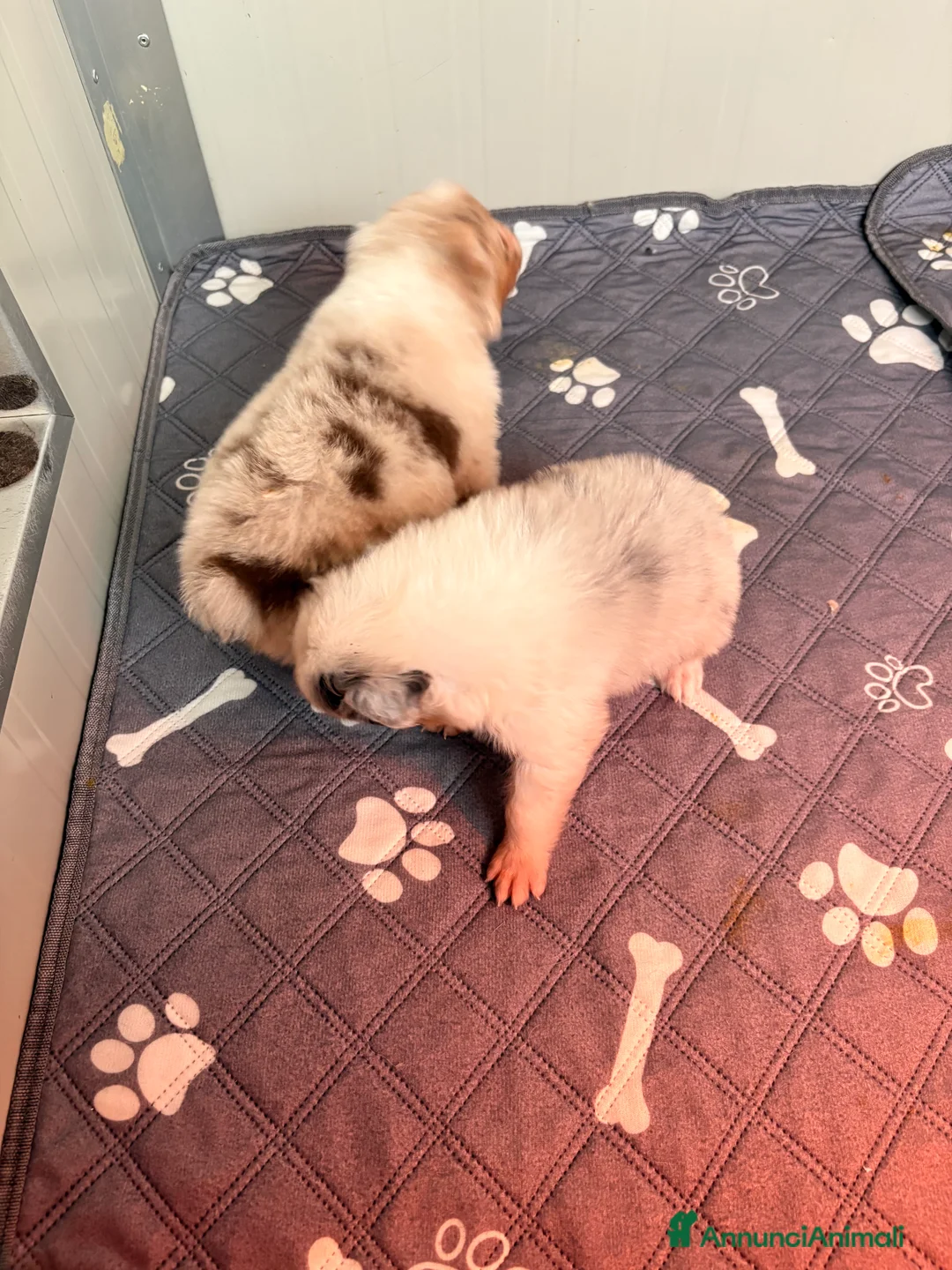 Australian Shepherd cani in vendita: Pastore australiano con pedigree - Annuncio 16