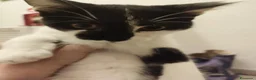 Meticcio gatti in regalo: Gattini affettuosissimi a Provincia di Modena - Annuncio 1