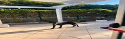 Cane Corso cani in vendita: Cane corso - Annuncio 4