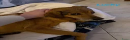 Meticcio cani in regalo: ADozione del cuore per LUCKY - Annuncio 2