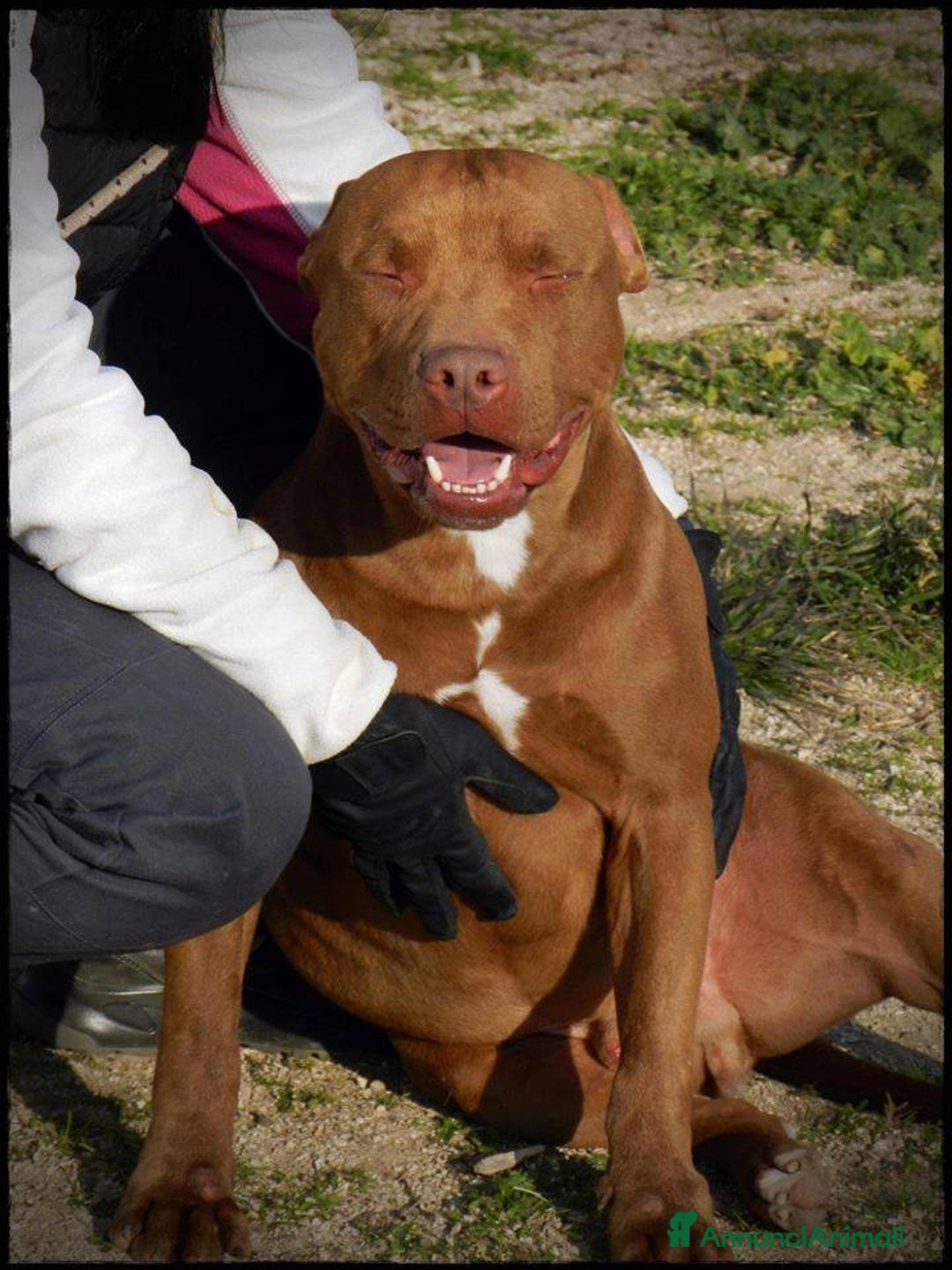 Pitbull cani in regalo: Pasha pit superbravo a Città metropolitana di Milano - Immagine 7