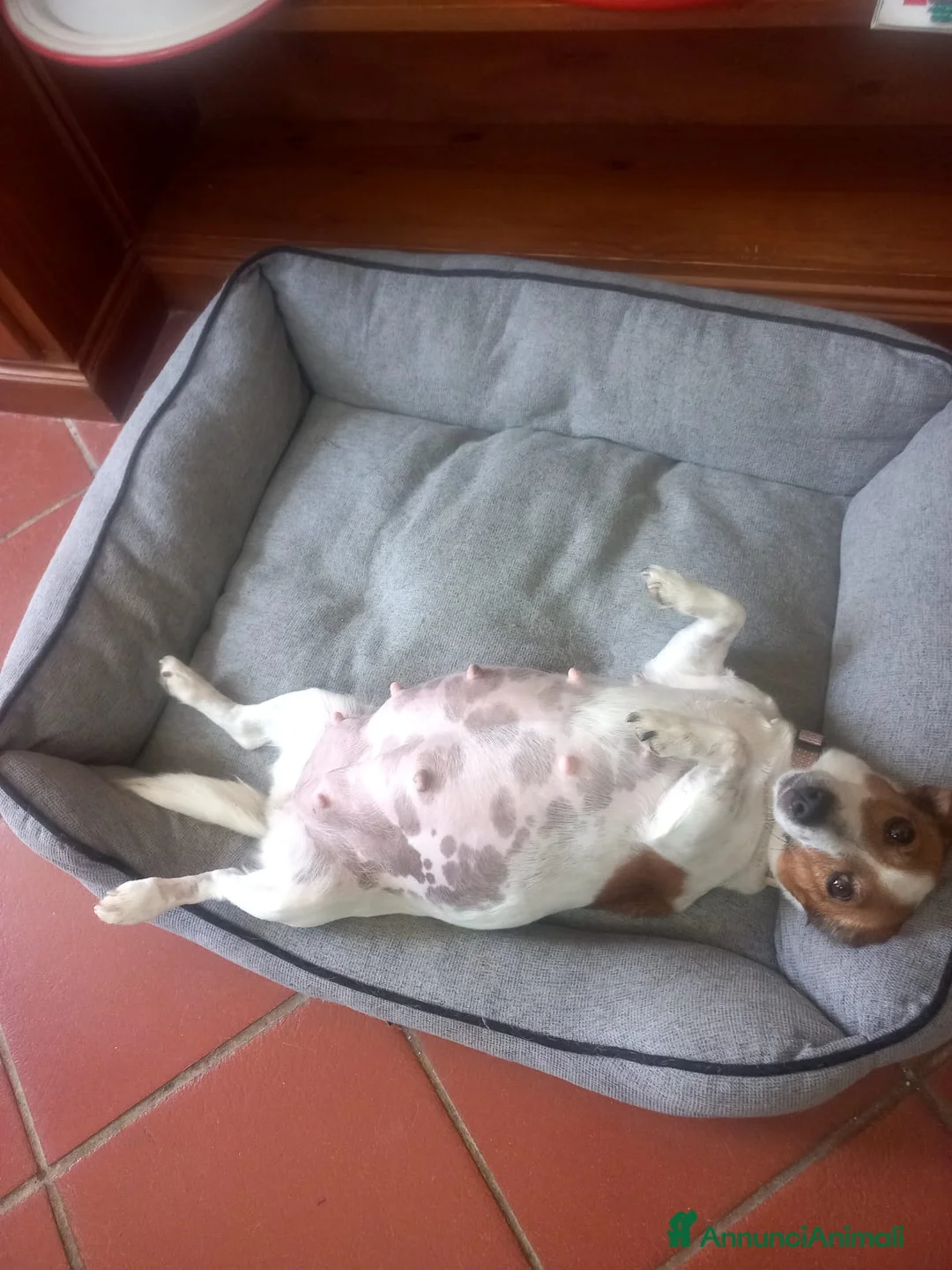 Jack Russell cani in vendita: Stupendi cuccioli di Jack Russell - Annuncio 2