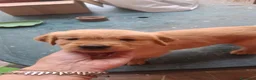 Golden Retriever cani in vendita: Cuccioli di golden retriver  a Città Metropolitana di Napoli - Annuncio 8