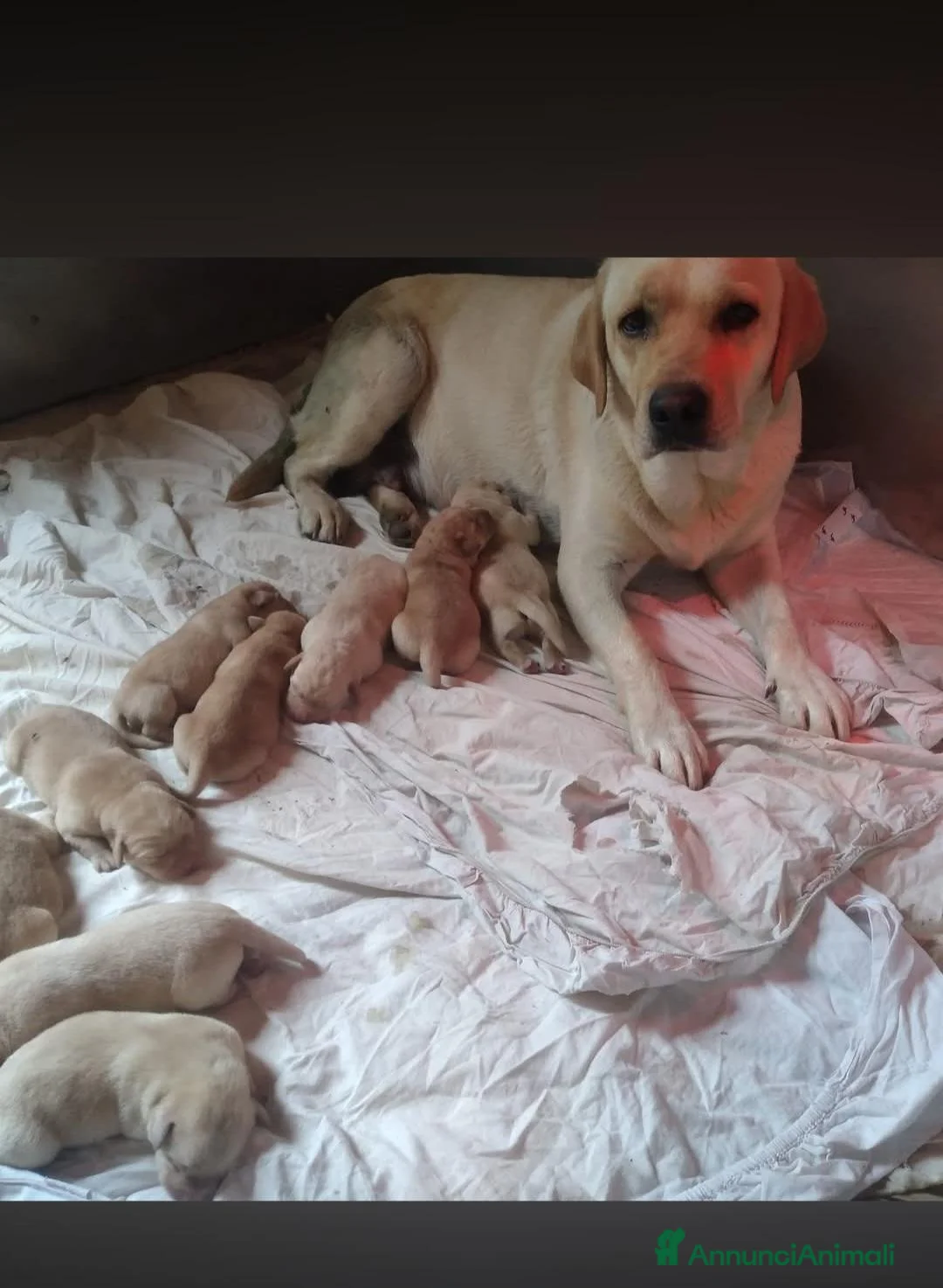 Labrador cani in vendita: Cuccioli di Labrador Retriever  - Annuncio 4