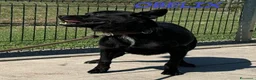 Meticcio cani in regalo: OBELIX giovane simpatico piccoletto a Città Metropolitana di Firenze - Annuncio 4