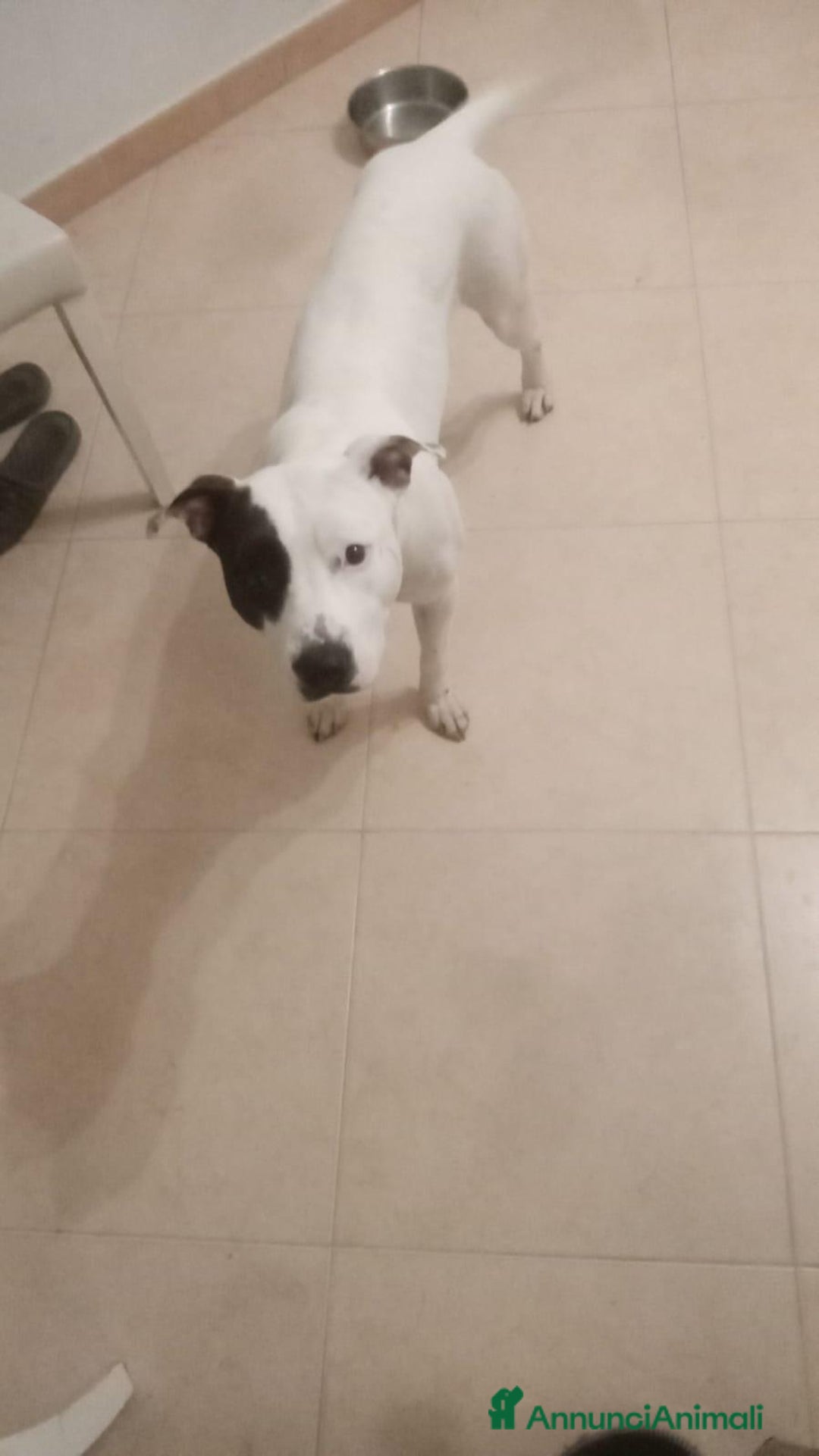 Pitbull cani in regalo: Sharon dolce Pitbull  - Annuncio 5