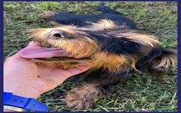 Jack Russell cani in regalo: BECCA JAGDTERRIER 4 ANNI, 8-9 KG, VIVEVA PER STRA a Città metropolitana di Milano - Immagine 3