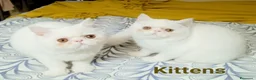 Exotic Shorthair gatti in vendita: Cuccioli Exotic short hair/persiano bianco - Annuncio 8