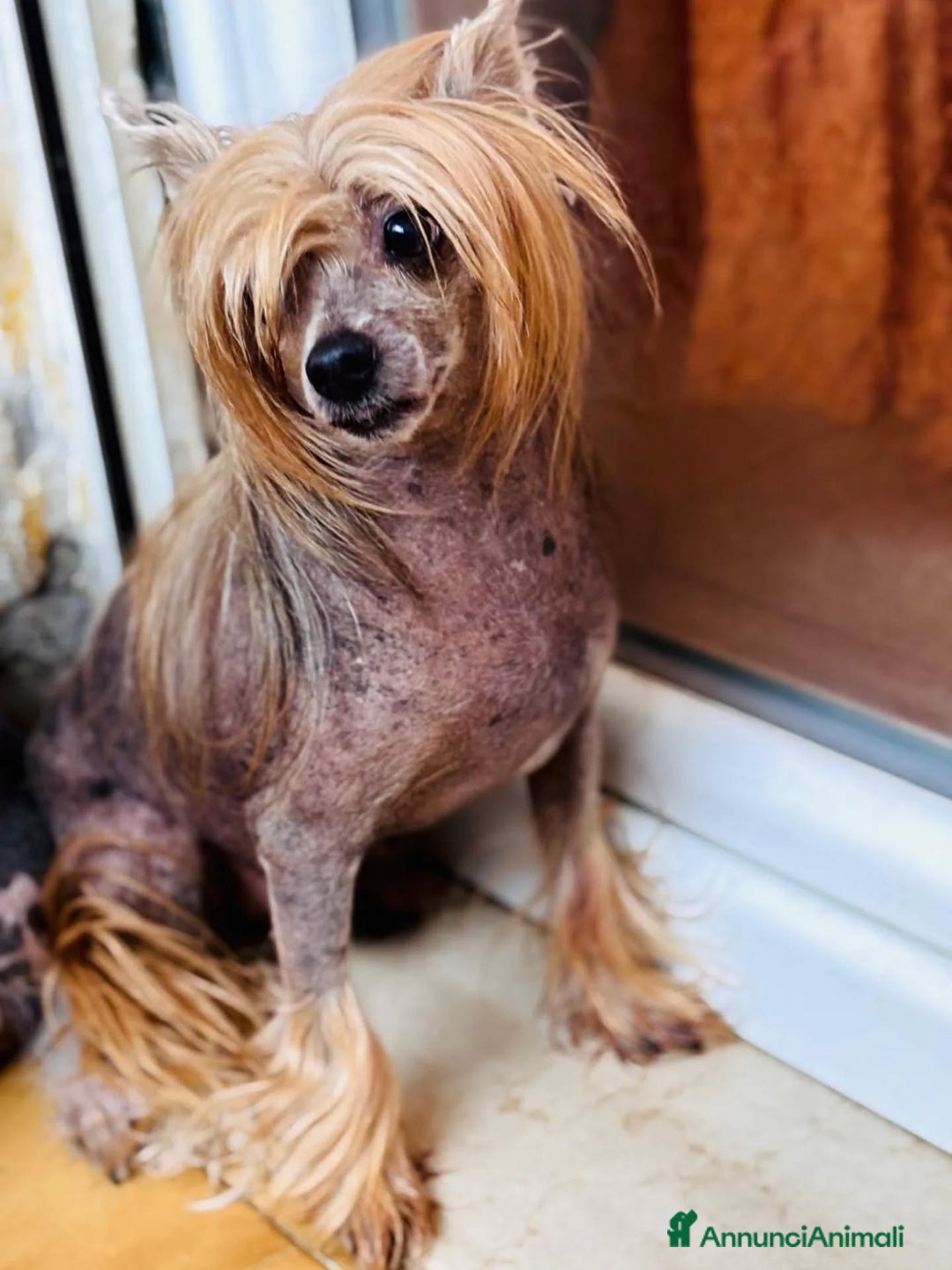 Altre razze cani in regalo: Tito chinese crested dog in adozione a Latina - Annuncio 2
