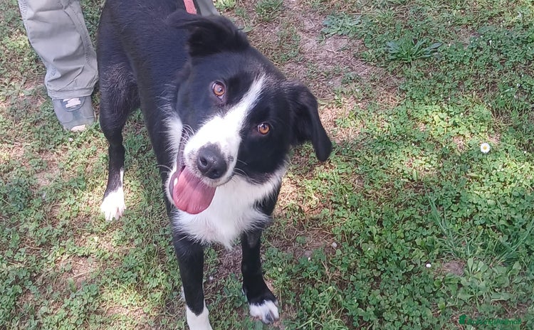 Meticcio cani a Città metropolitana di Roma Capitale - Annuncio 6