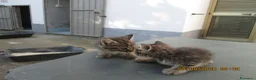 Altre razze gatti in regalo: Gattine in regalo - Annuncio 6