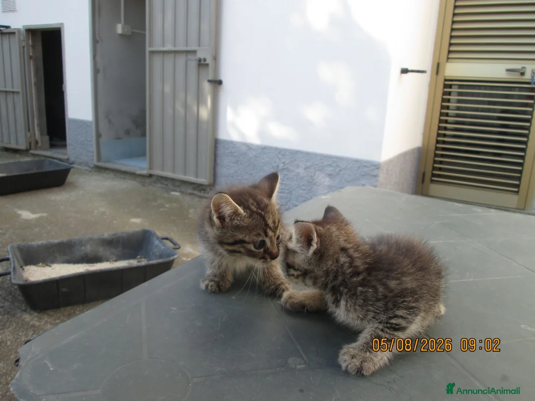 Altre razze gatti in regalo: Gattine in regalo - Annuncio 6