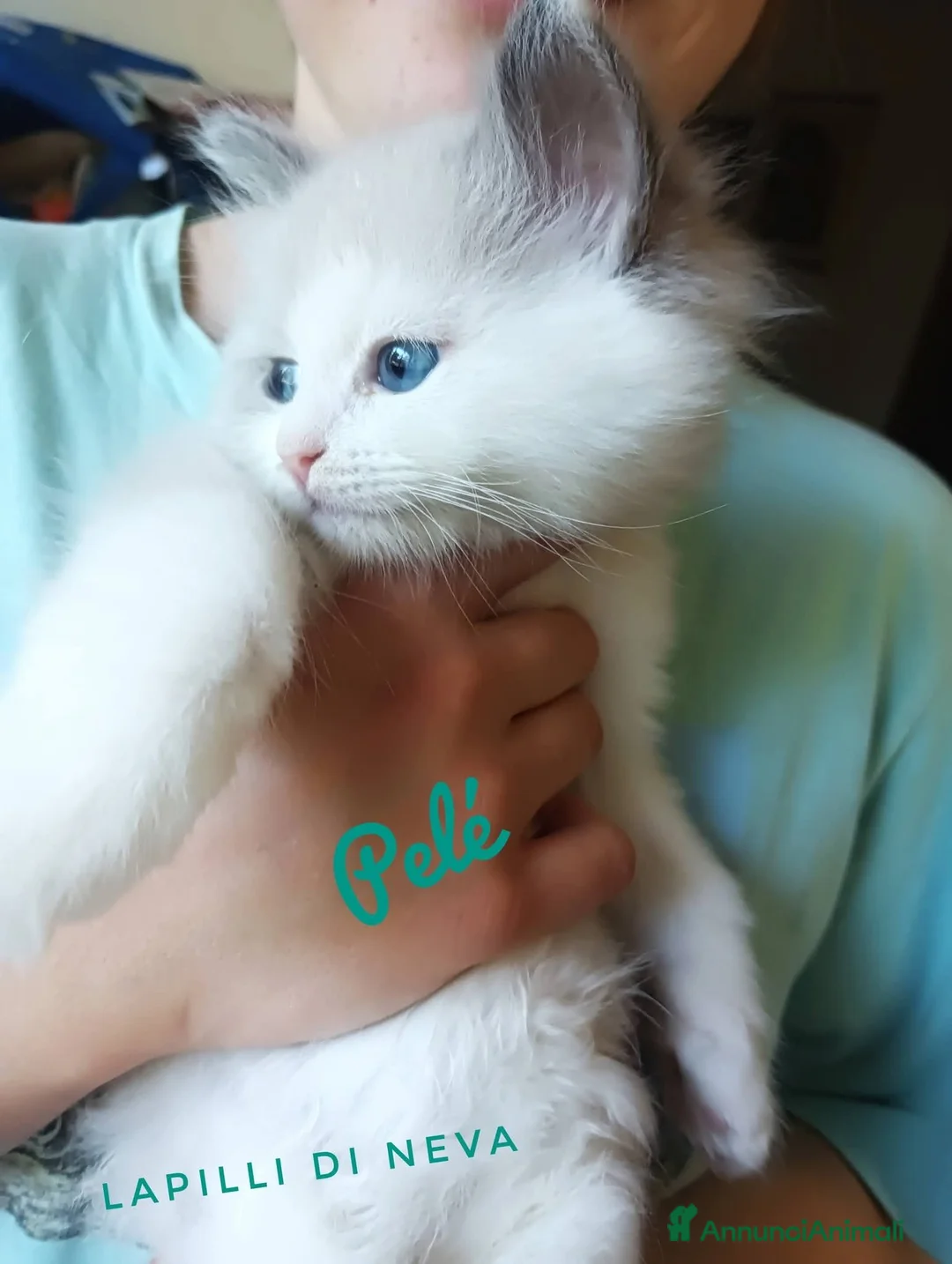 Siberiano gatti in vendita: Disponibili ultimi cuccioli gatti neva masquerade - Annuncio 2