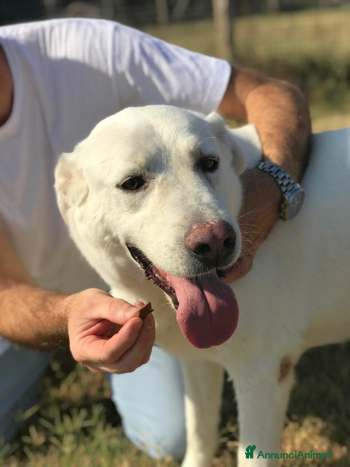 Meticcio cani Help per COMMODO derivato labrador  a Provincia di Latina - Annuncio 25