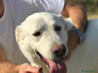 Meticcio cani Help per COMMODO derivato labrador a Provincia di Latina - Annuncio 35