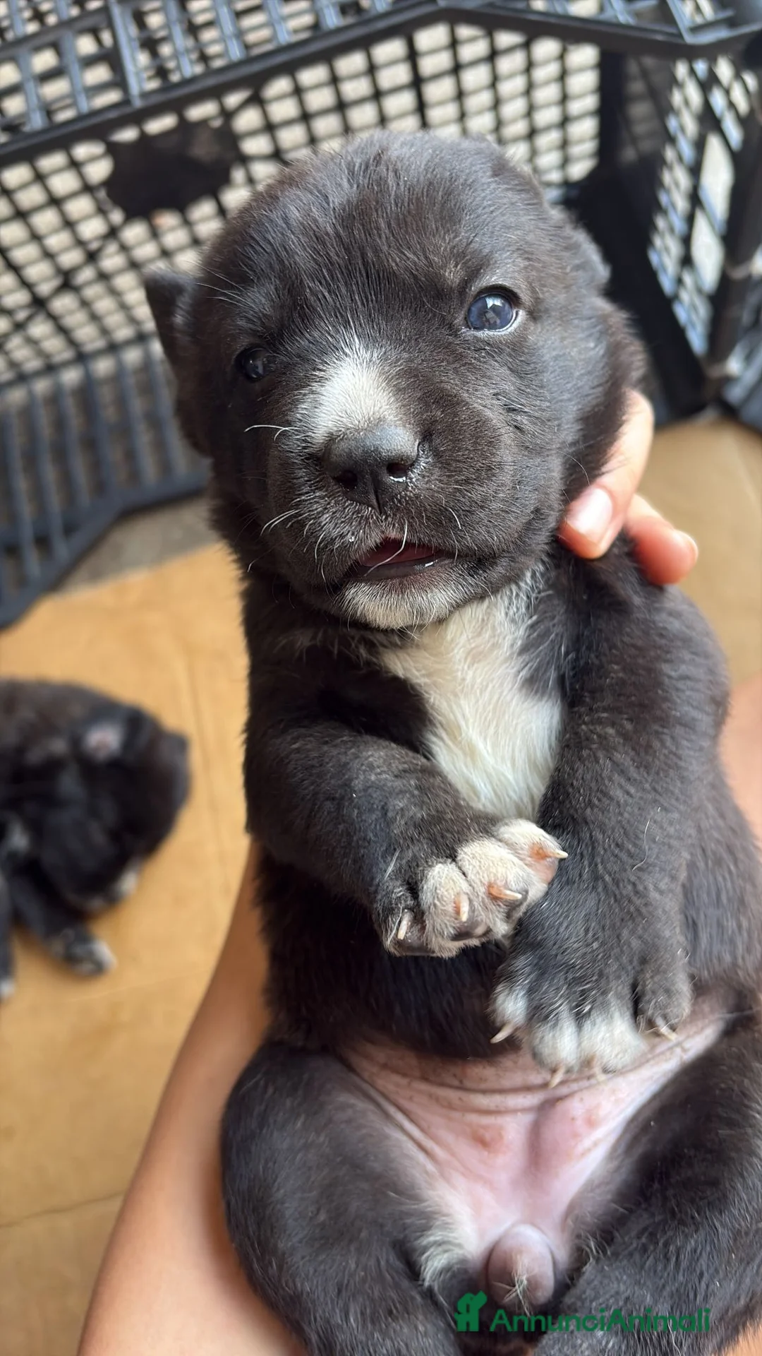 Meticcio cani in regalo: REGALASI CUCCIOLI FUTURA TAGLIA MEDIA - Annuncio 11