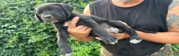 Cane Corso cani in vendita: Cuccioli di Cane Corso manto nero - Annuncio 12