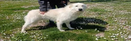 Meticcio cani in regalo: ROBERTA PAROLA D'ORDINE ALLEGRIA - Annuncio 2