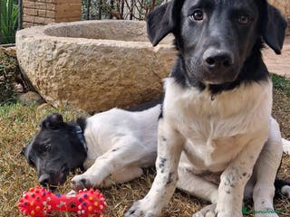 Meticcio cani KYO e AKY ASPETTANO TE - Annuncio 37