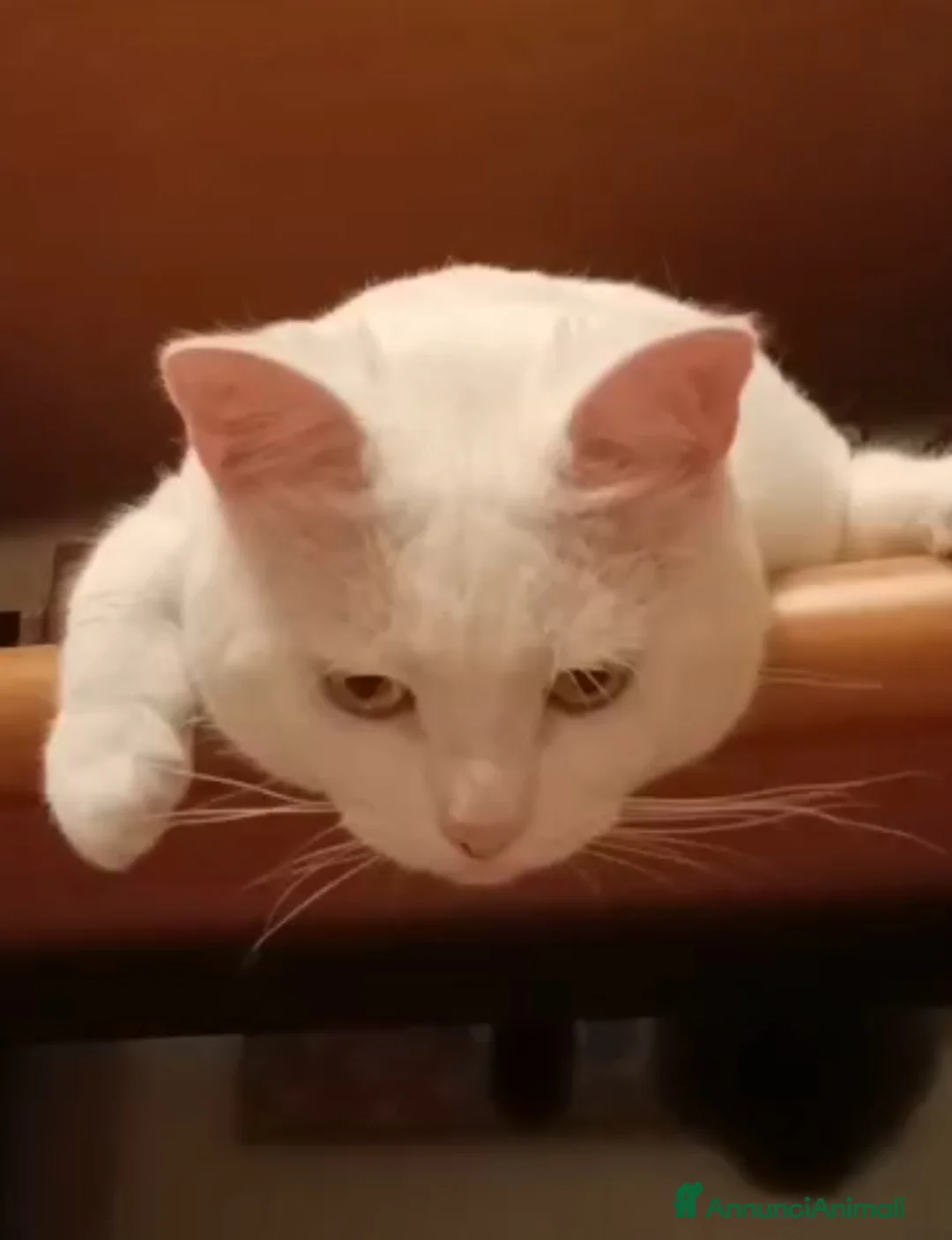 Meticcio gatti in regalo: GATTO BIANCO - Annuncio 1