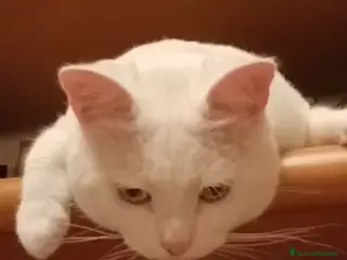 Meticcio gatti GATTO BIANCO - Annuncio 9