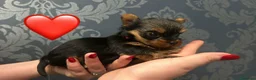 Yorkshire cani in vendita: Cuccioli di Yorkshire Terrier - Annuncio 3