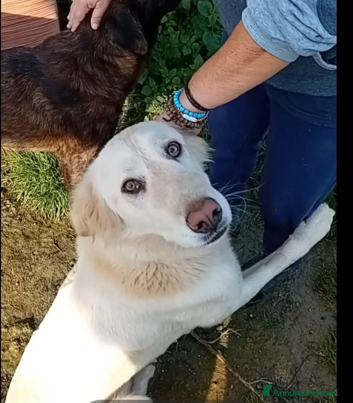 Altre razze cani cipriA - Annuncio 1