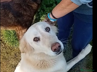 Altre razze cani cipriA - Annuncio 1