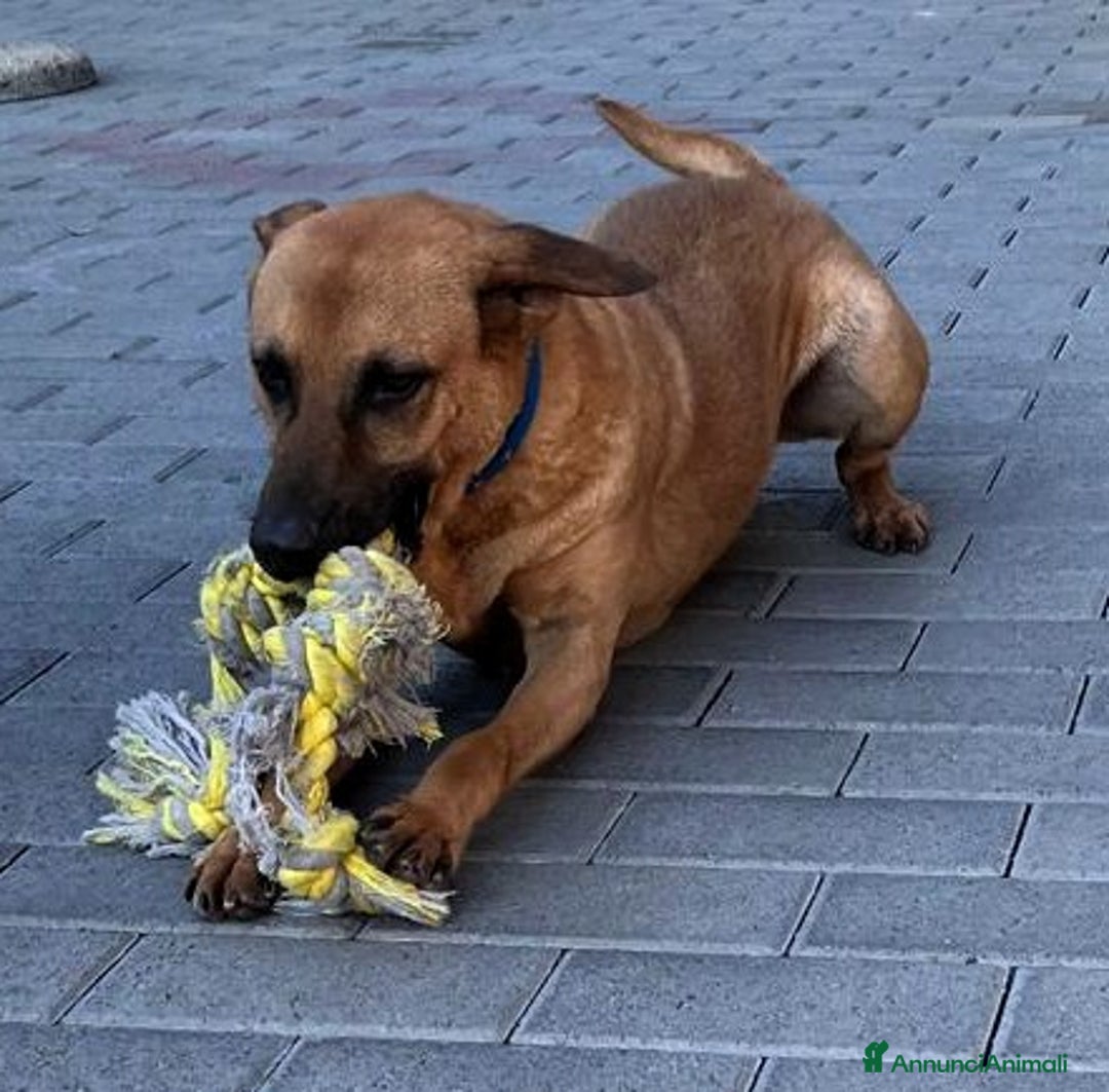 Meticcio cani in regalo: ARGO LUPETTO - Annuncio 2