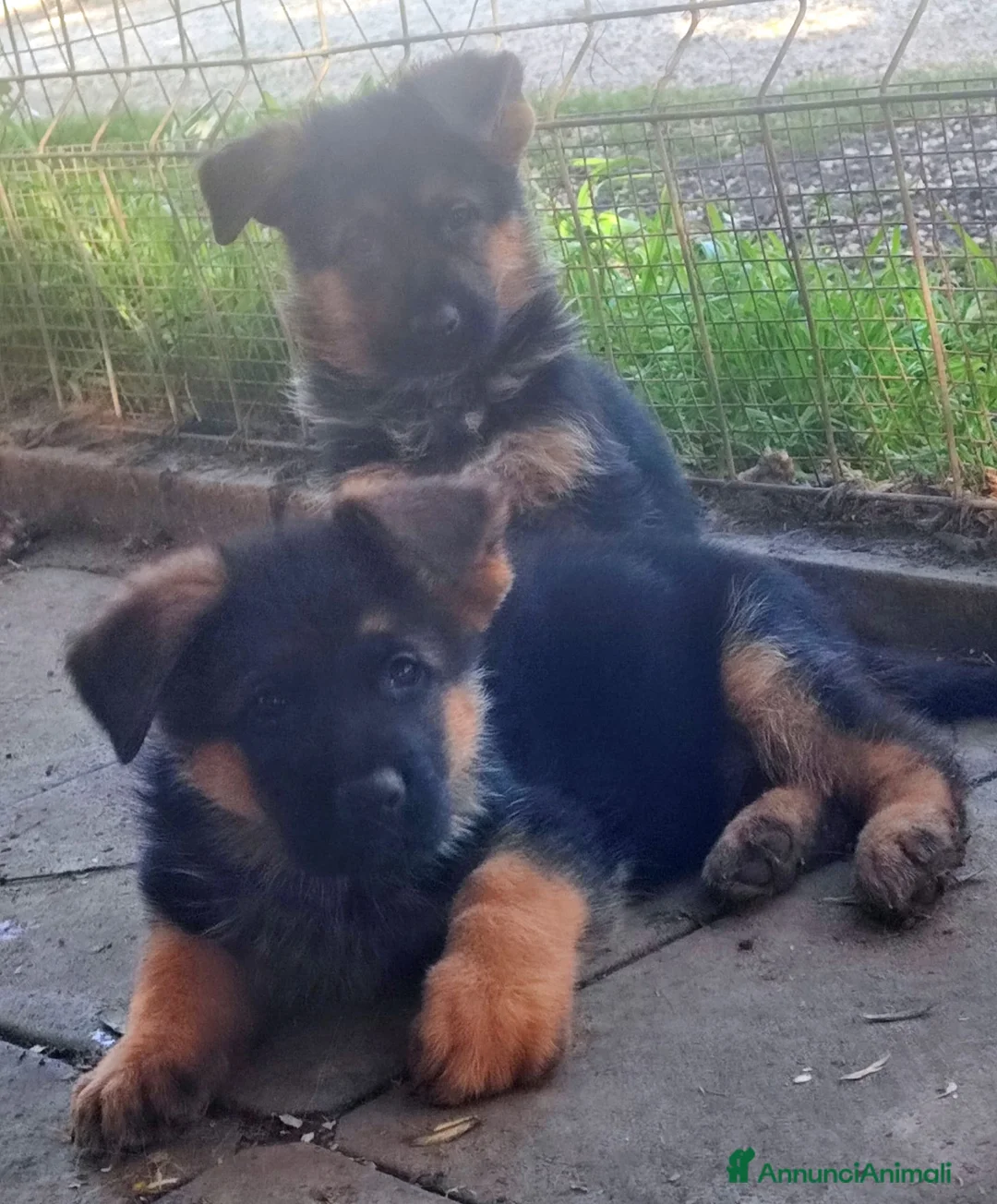 Pastore Tedesco cani in vendita: cuccioli di pastore tedesco a Città Metropolitana di Napoli - Annuncio 2