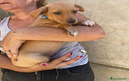 Meticcio cani in regalo: Argo, Peter & Rudy, 60 giorni a Provincia di Bergamo - Immagine 4