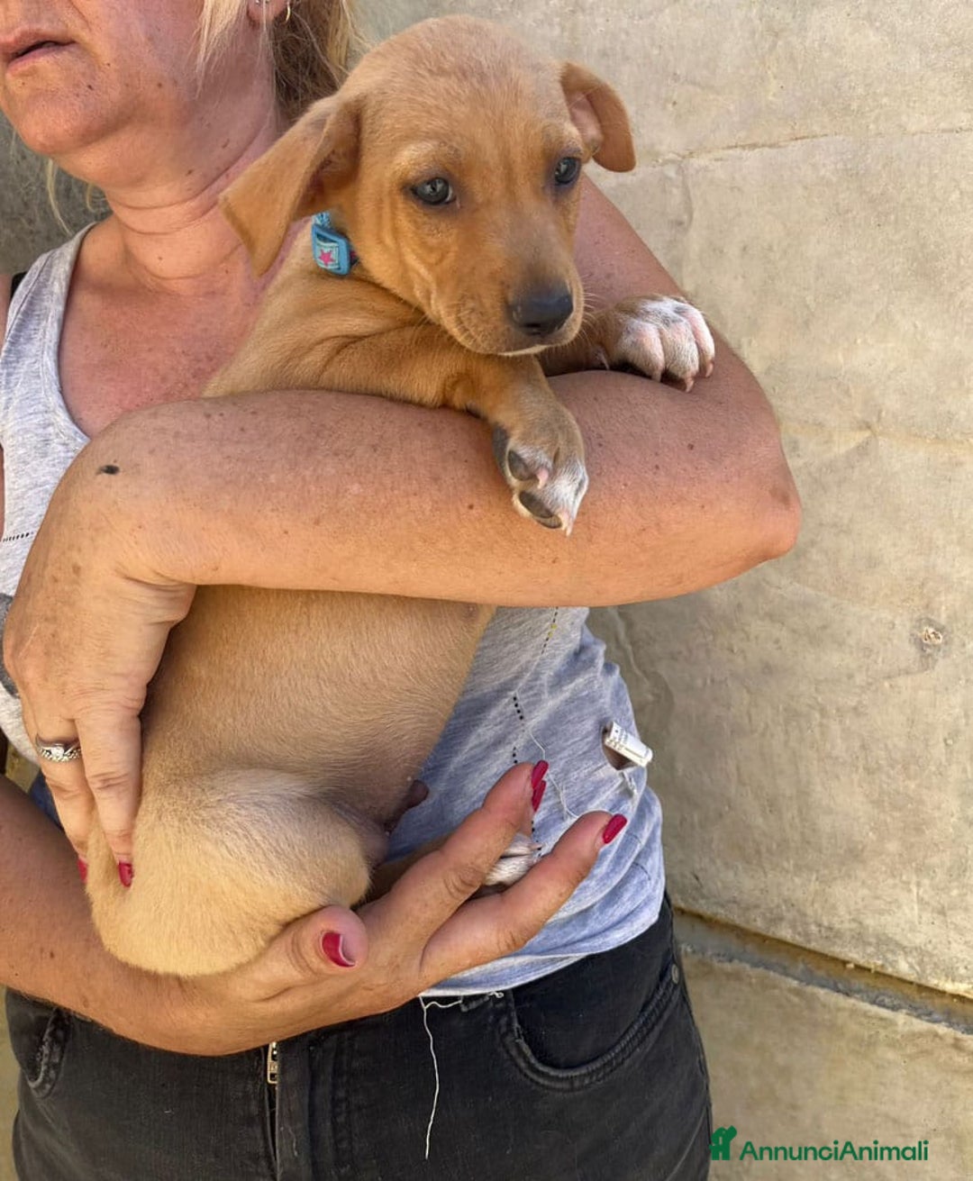 Meticcio cani in regalo: Argo, Peter & Rudy, 60 giorni a Provincia di Bergamo - Immagine 4
