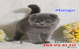 British gatti in vendita: British Shorthair cuccioli  a Città metropolitana di Roma Capitale - Immagine 11