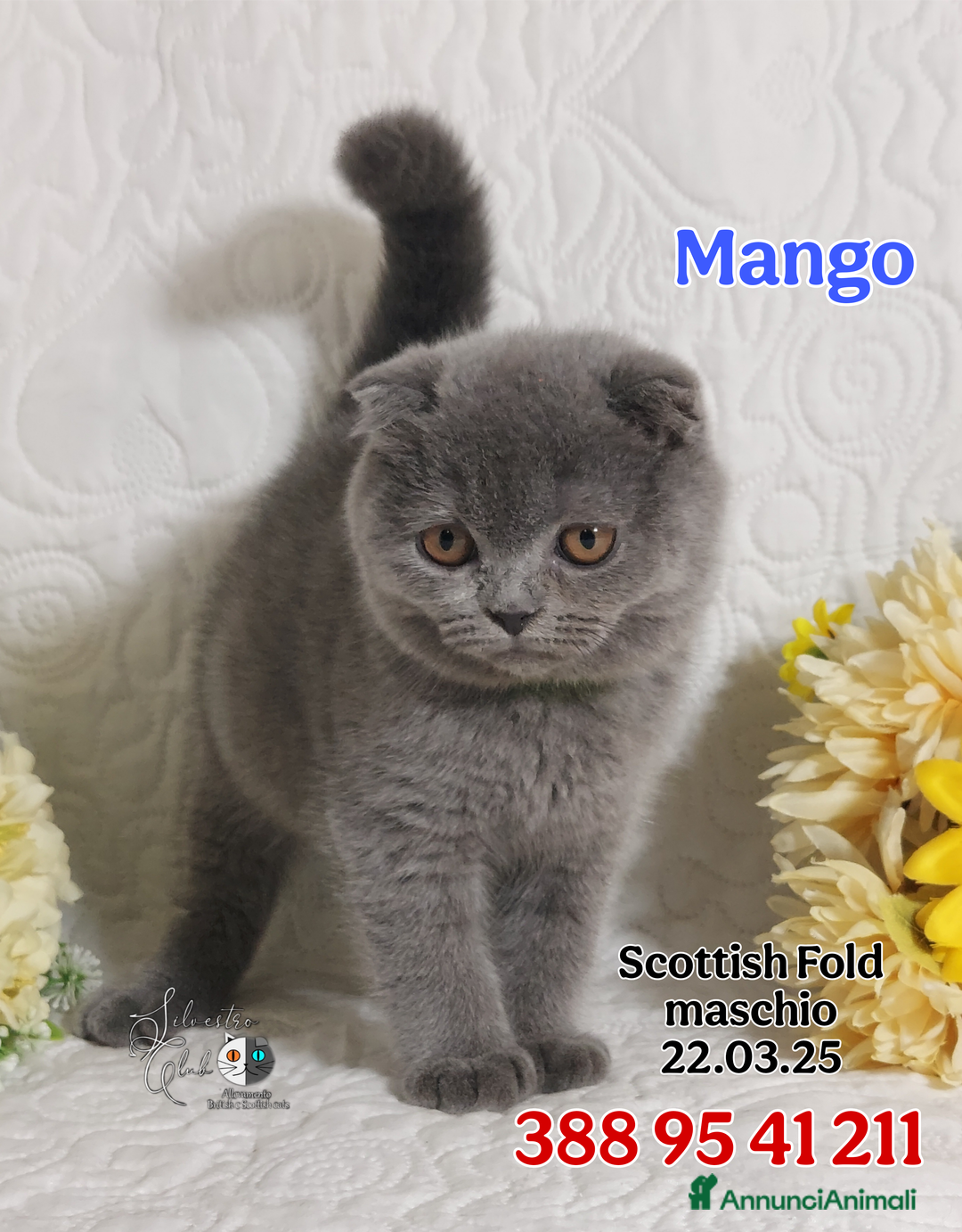 British gatti in vendita: British Shorthair cuccioli  a Città metropolitana di Roma Capitale - Immagine 11
