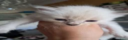 Siberiano gatti in vendita: Gattini siberiani neva  - Annuncio 5