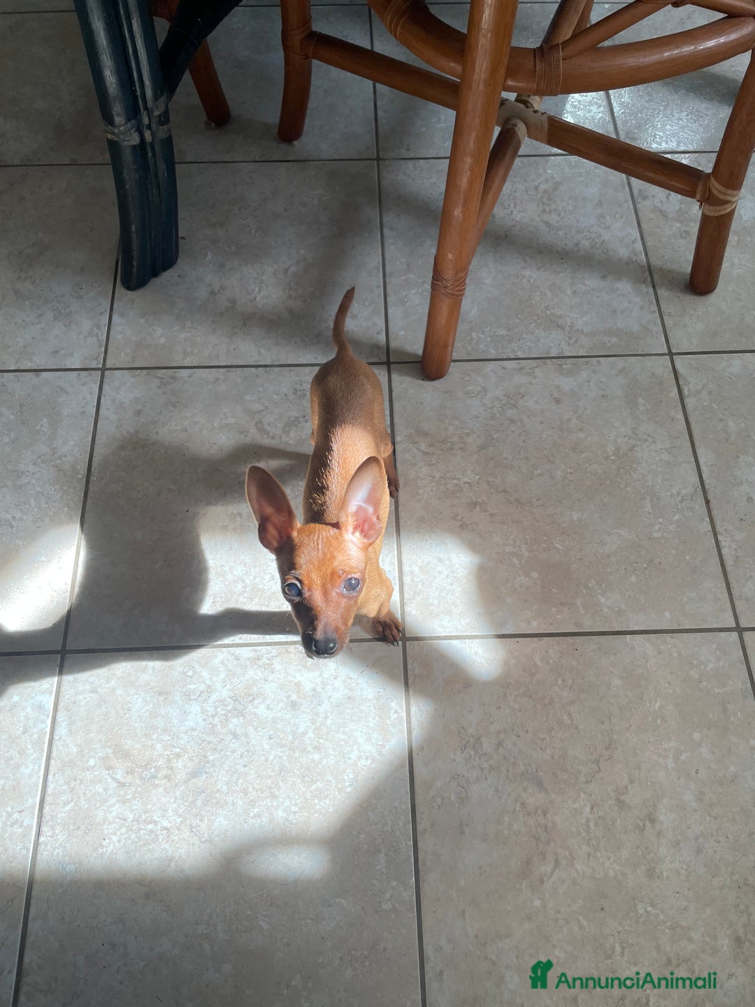 Pinscher Miniatura cani in vendita: Pinscher taglia toy - Annuncio 8