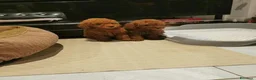 Barboncino Toy cani in vendita: Adorabili cuccioli di barboncino toy - Annuncio 4