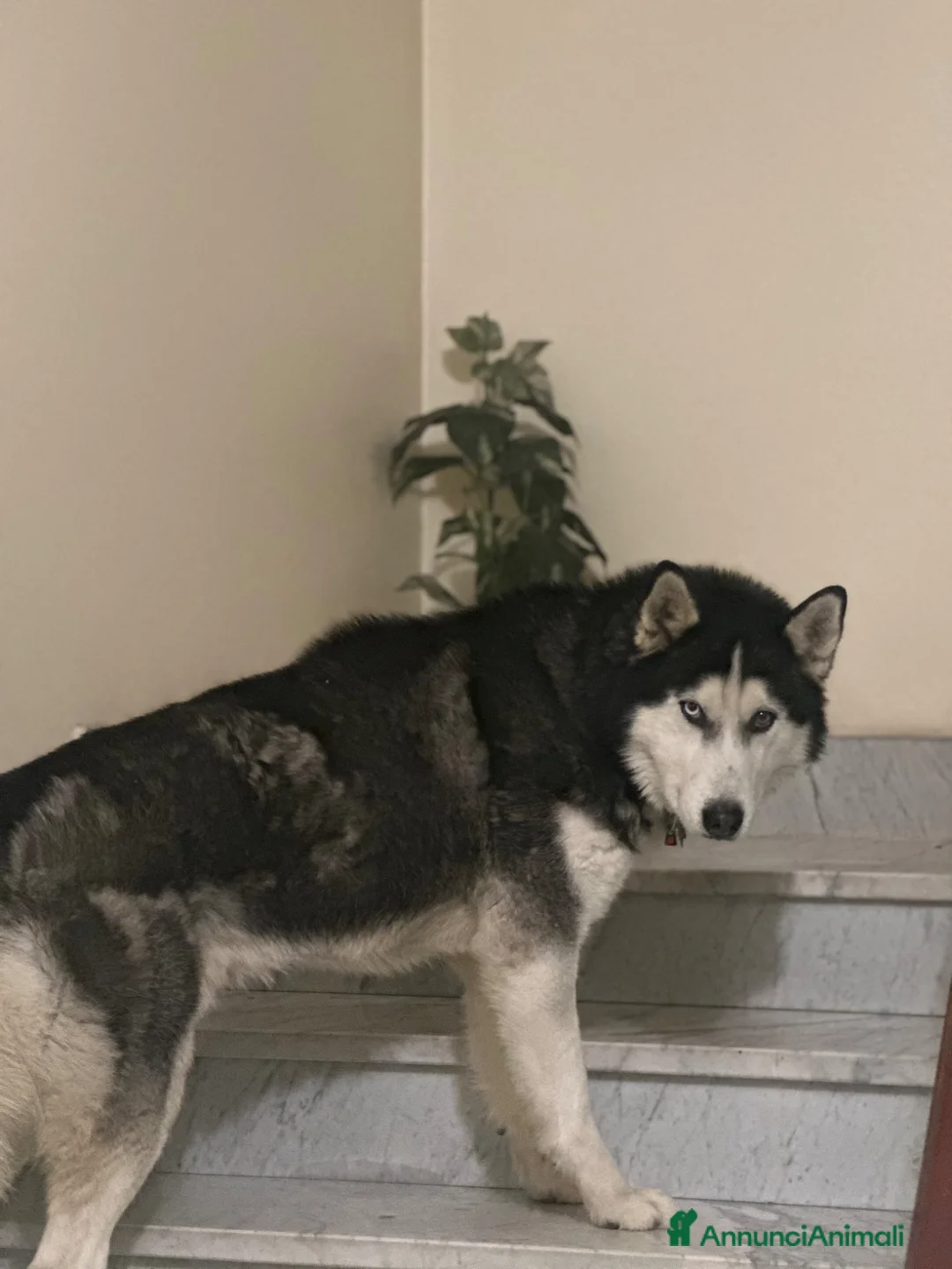 Husky cani per accoppiamento: Maschio Husky Siberiano Disponibile per Monta a Provincia di Caserta - Annuncio 5