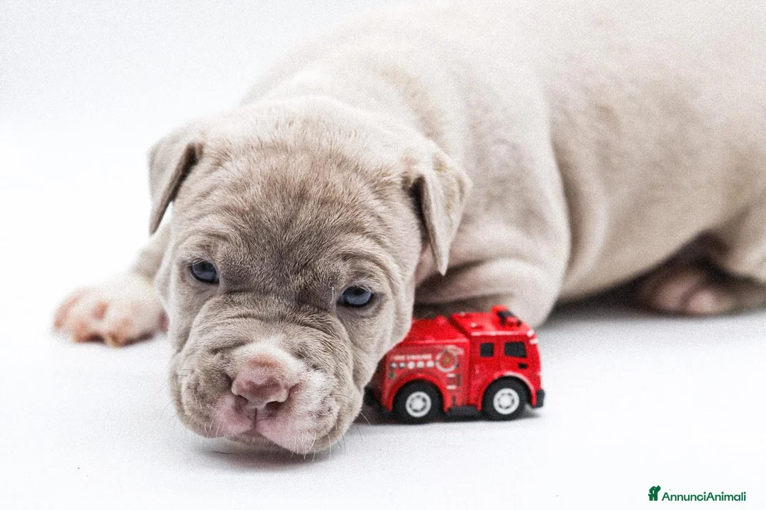 Pitbull cani in vendita: Cuccioli di American Pitbull Terrier  - Annuncio 11