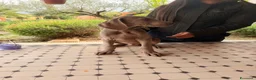 Weimaraner cani in vendita: Cuccioli di Weimaraner con Pedigree ENCI - Annuncio 8